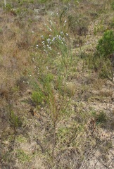 Psoralea usitata