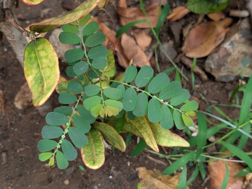 White Leaf-flower (Phyllanthus leucanthus)