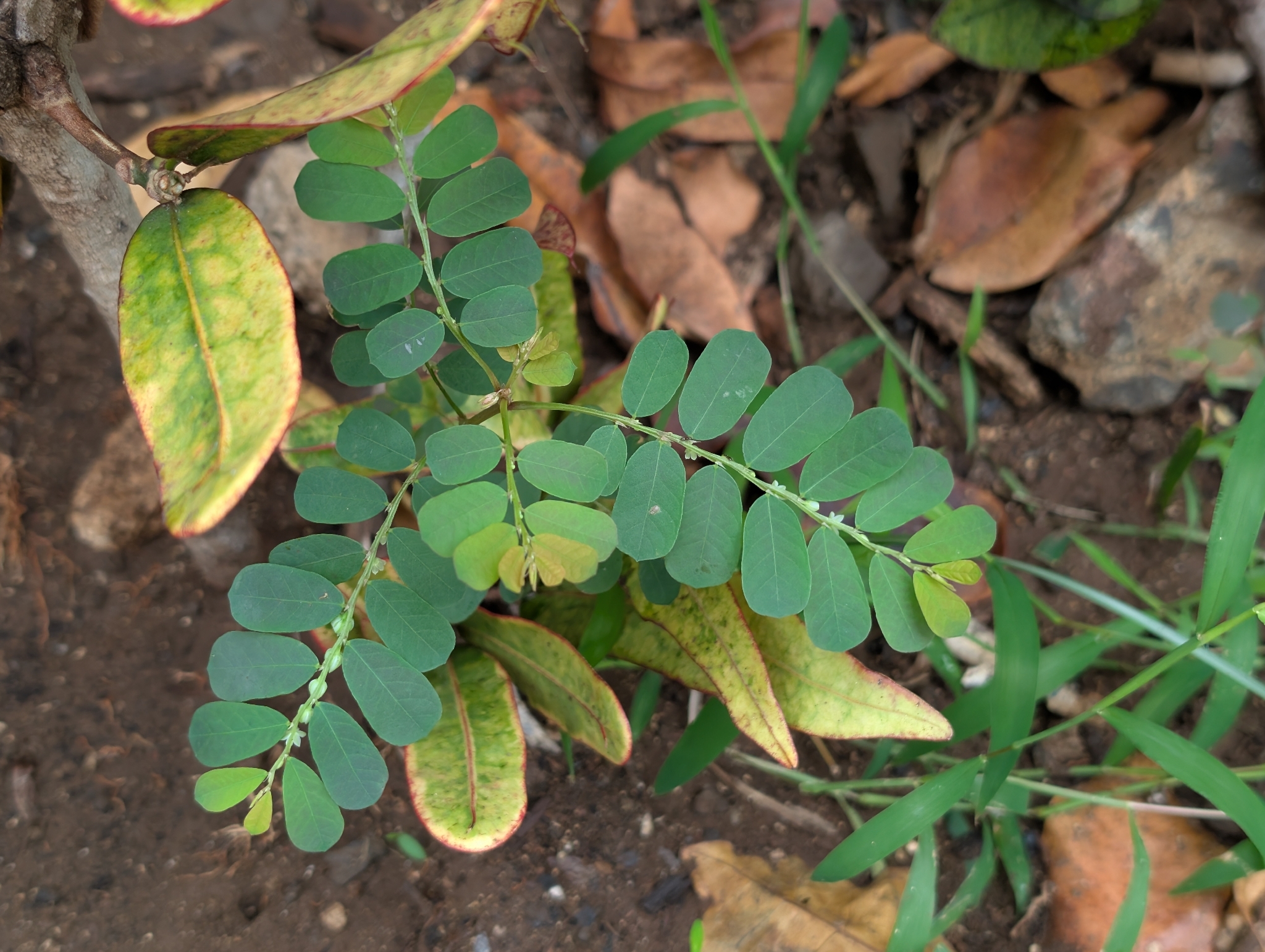 White Leaf-Flower (Phyllanthus leucanthus)