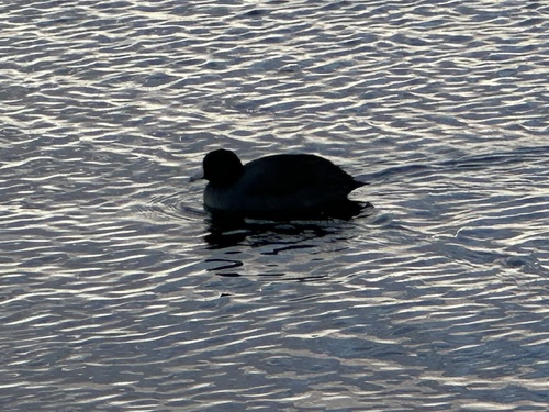 American Coot photographed in Massachusetts