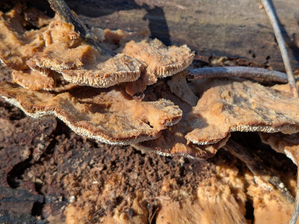 Trametopsis cervina · December 2025 · photo: © robert_alabama (iNaturalist, cc0)