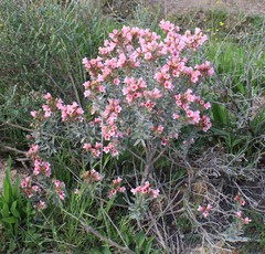 Lobostemon curvifolius