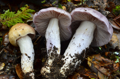 Cortinarius cylindripes