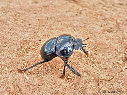 Eucranium belenae