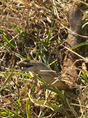 Eastern Brown Snake sighting