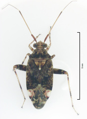 Chinamiris muehlenbeckiae