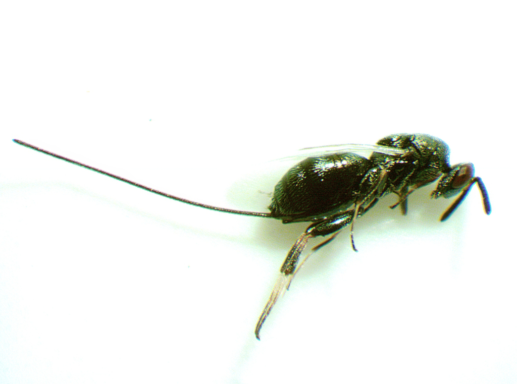 Zaglyptonotus