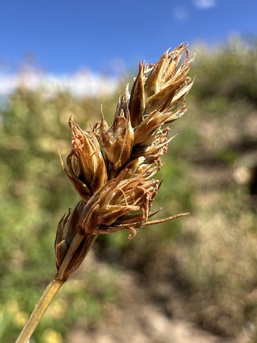 dry land sedge (Carex siccata)