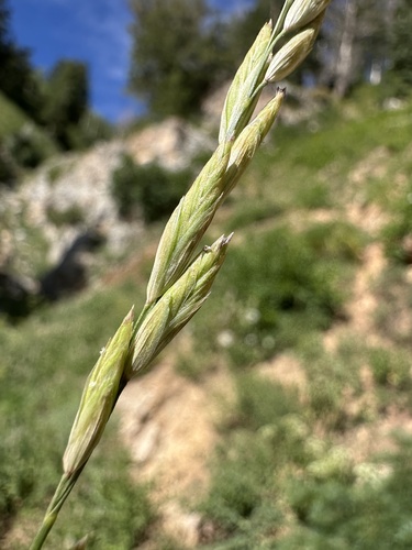 Melica bulbosa observed 2025-07-31