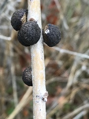 Disholcaspis eldoradensis