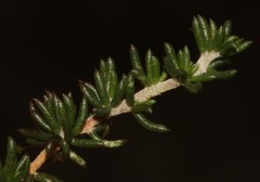 Aspalathus microlithica
