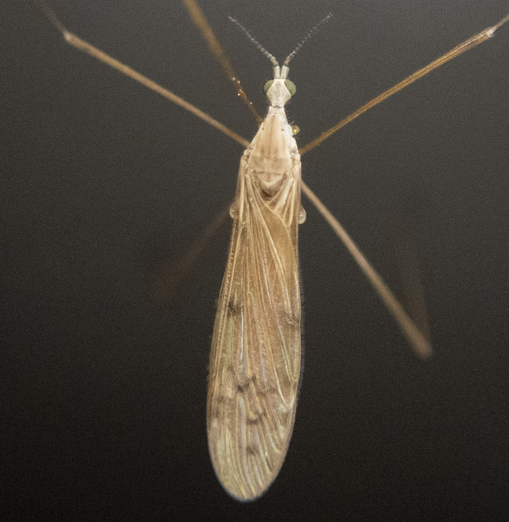 Pseudolimnophila luteipennis