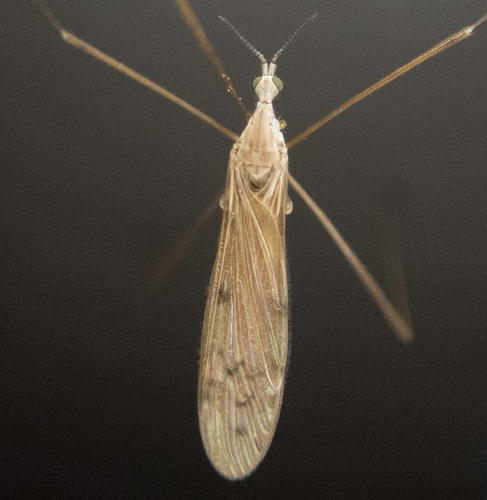 Pseudolimnophila luteipennis