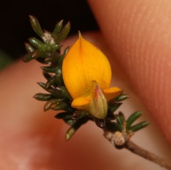 Aspalathus microlithica