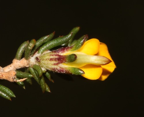 Image of Aspalathus microlithica by (c) Brian du Preez, some rights reserved (CC BY-SA)