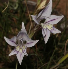 Gladiolus permeabilis