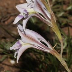 Gladiolus permeabilis