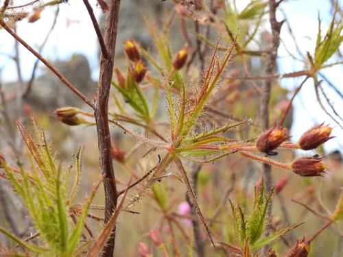 Northern Dewstick (Roridula dentata)