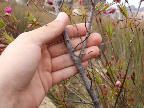 Roridula dentata, photograph 2