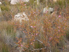 Roridula dentata, photograph (c) Vicente Lopes, some rights reserved (CC BY)