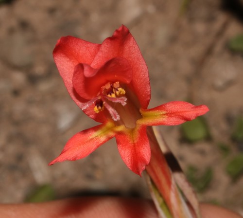 Ruens Renosterveld Pypie (Gladiolus vandermerwei)