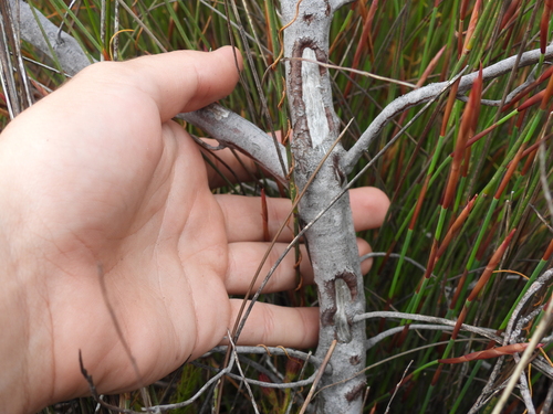Roridula dentata, photograph 3