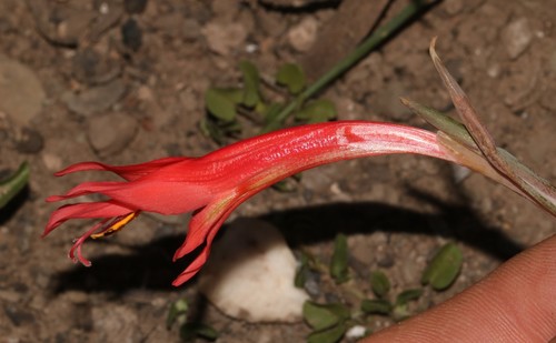 Image of Gladiolus vandermerwei by (c) Brian du Preez, some rights reserved (CC BY-SA)