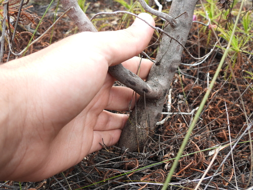 Roridula dentata, photograph 4
