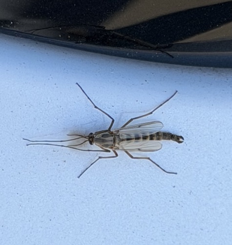 Unknown species found near Chesterfield Rd, Garland, TX, US