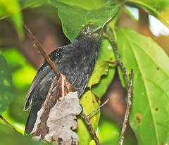 Thamnophilus bridgesi
