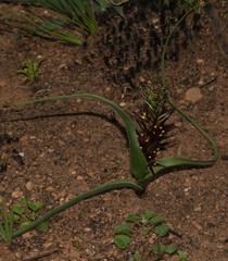 Wurmbea marginata
