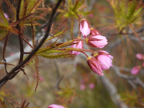 Roridula dentata, photograph 6