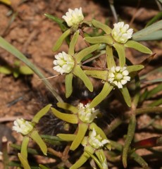 Eustegia minuta