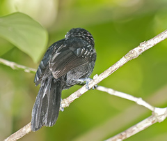 Thamnophilus bridgesi
