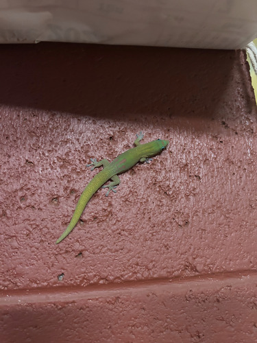 Phelsuma laticauda observed 2025-12-05