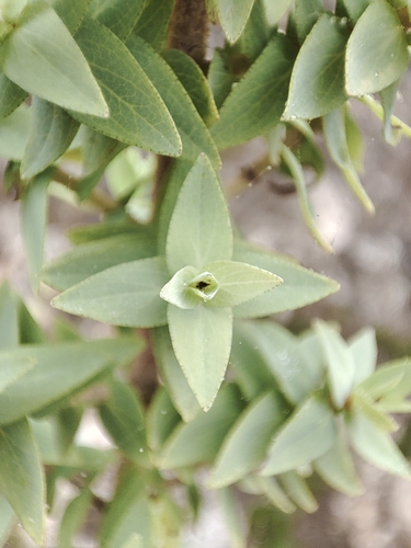 Hypericum reflexum