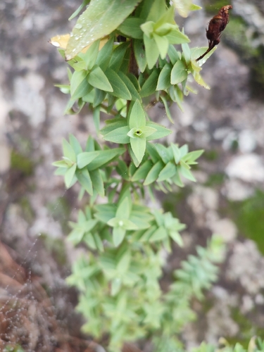 Hypericum reflexum, photograph 2