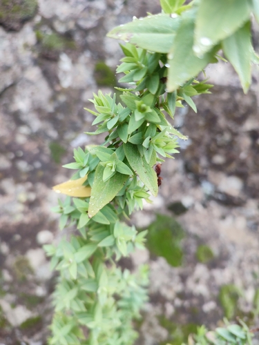 Hypericum reflexum, photograph 3