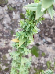 (c) Ana Garcia, some rights reserved (CC BY) Hypericum reflexum, photograph (c) Ana Garcia, some rights reserved (CC BY)