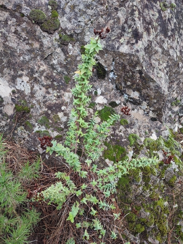 Hypericum reflexum, photograph 4