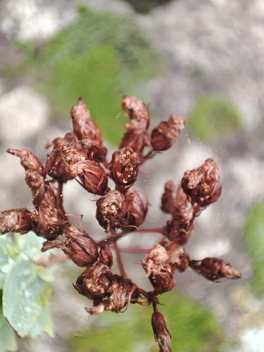 Hypericum reflexum, photograph 6