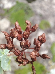 Hypericum reflexum, photograph (c) Ana Garcia, some rights reserved (CC BY)