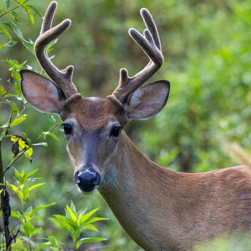 White-tailed Deer photographed in Georgia