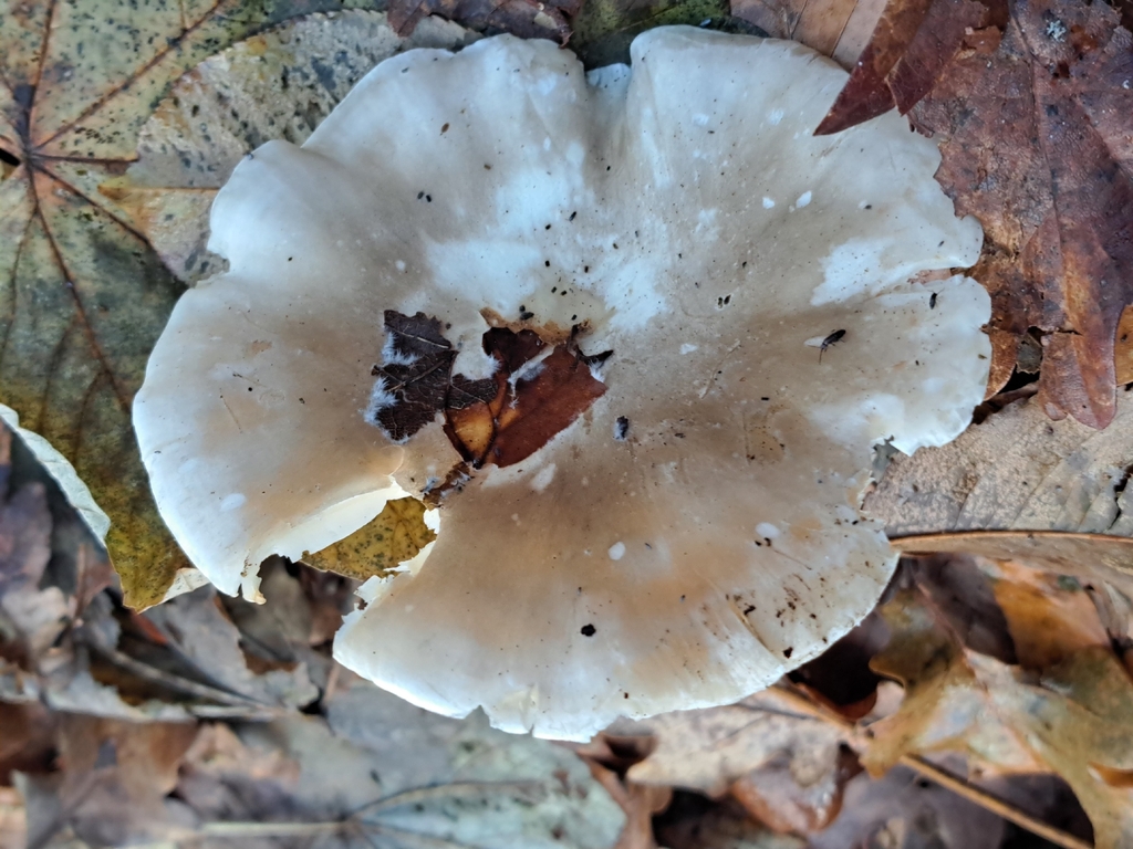 Clitocybe nebularis · December 2025 · photo: © marisnocatpiss (iNaturalist, cc-by)