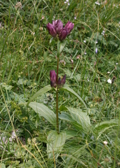 Gentiana pannonica