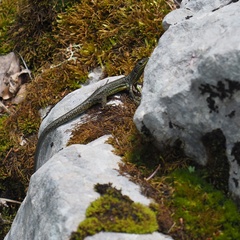 Dinarolacerta mosorensis