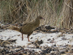 Gallirallus australis hectori