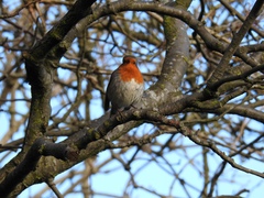 Erithacus rubecula