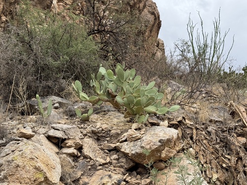 Smooth Pricklypear (Opuntia laevis)