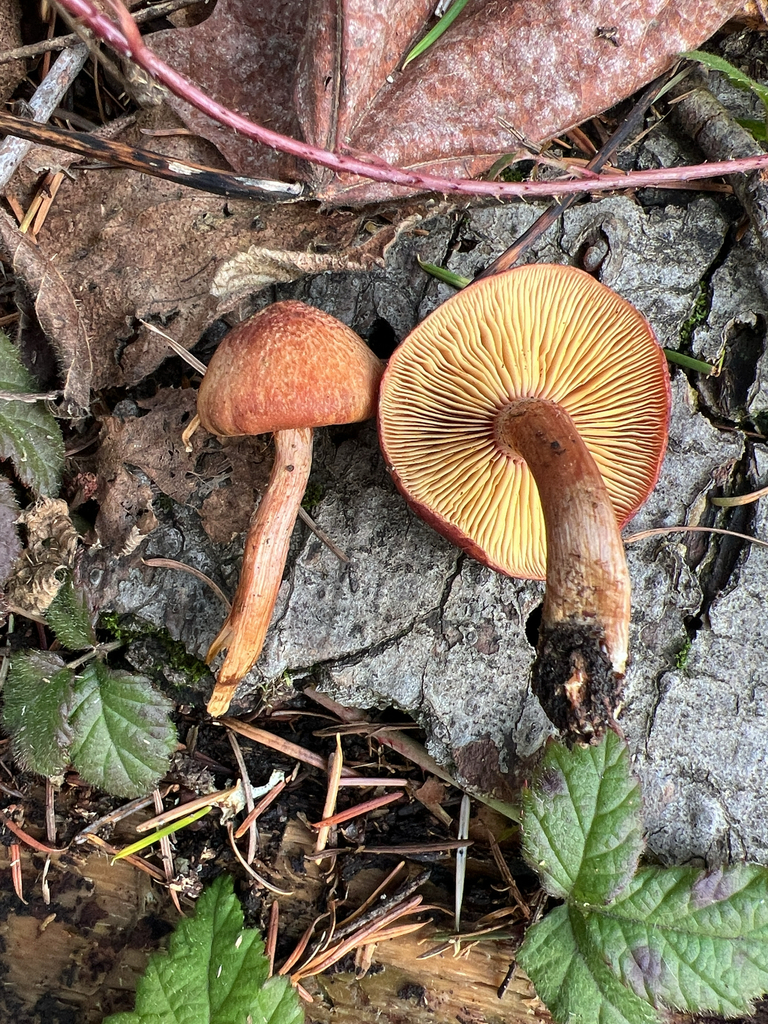Gymnopilus luteofolius · November 2025 · photo: © moorebuesing (iNaturalist, cc0)